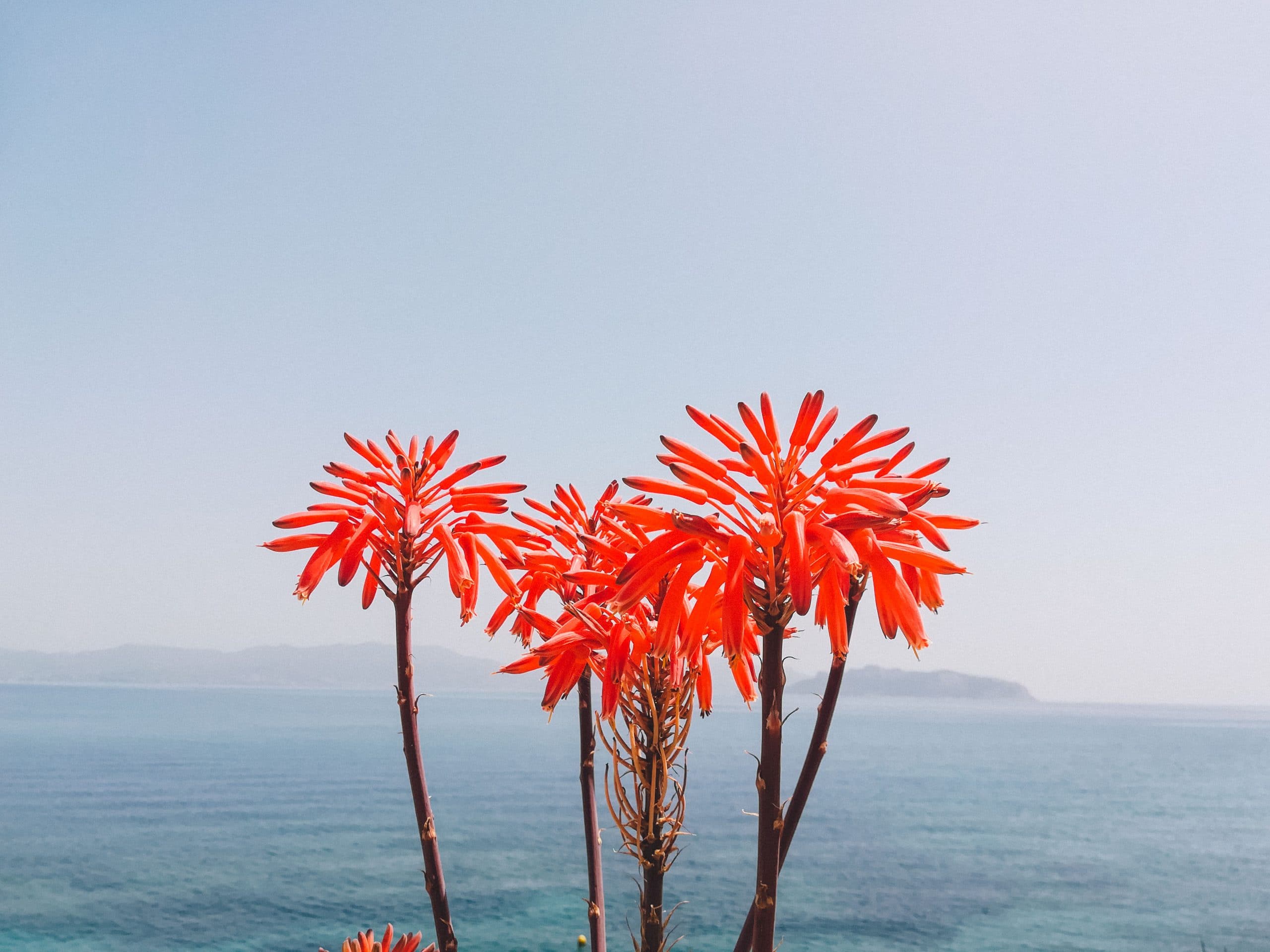 Greek Island Yoga Retreat spring flowers
